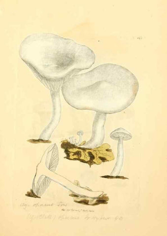 Reproducción/Reproduction 8230464416: Coloured figures of English fungi or mushrooms.. London,Printed by J. Davis,1797-[1809]