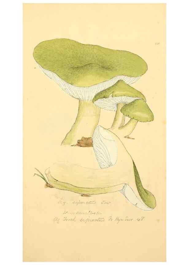 Reproducción/Reproduction 8229391375: Coloured figures of English fungi or mushrooms.. London,Printed by J. Davis,1797-[1809]