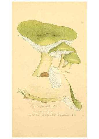 Reproducción/Reproduction 8229391375: Coloured figures of English fungi or mushrooms.. London,Printed by J. Davis,1797-[1809]
