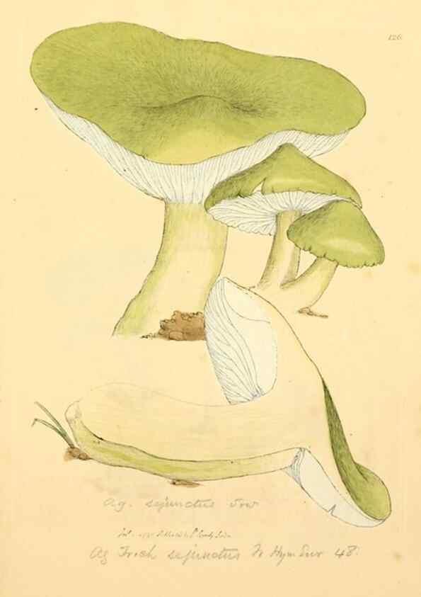 Reproducción/Reproduction 8229391375: Coloured figures of English fungi or mushrooms.. London,Printed by J. Davis,1797-[1809]