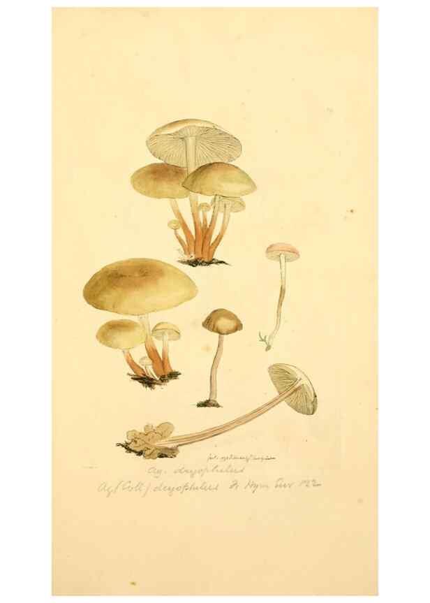 Reproducción/Reproduction 8229391779: Coloured figures of English fungi or mushrooms.. London,Printed by J. Davis,1797-[1809]