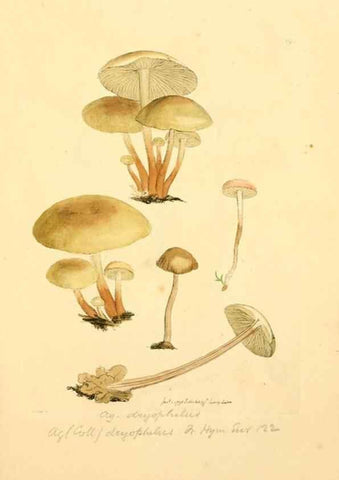 Reproducción/Reproduction 8229391779: Coloured figures of English fungi or mushrooms.. London,Printed by J. Davis,1797-[1809]