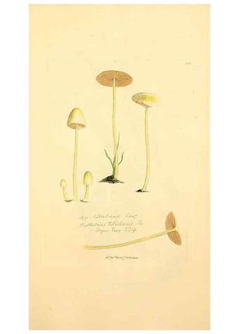 Reproducción/Reproduction 8229392223: Coloured figures of English fungi or mushrooms.. London,Printed by J. Davis,1797-[1809]