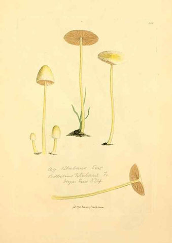 Reproducción/Reproduction 8229392223: Coloured figures of English fungi or mushrooms.. London,Printed by J. Davis,1797-[1809]