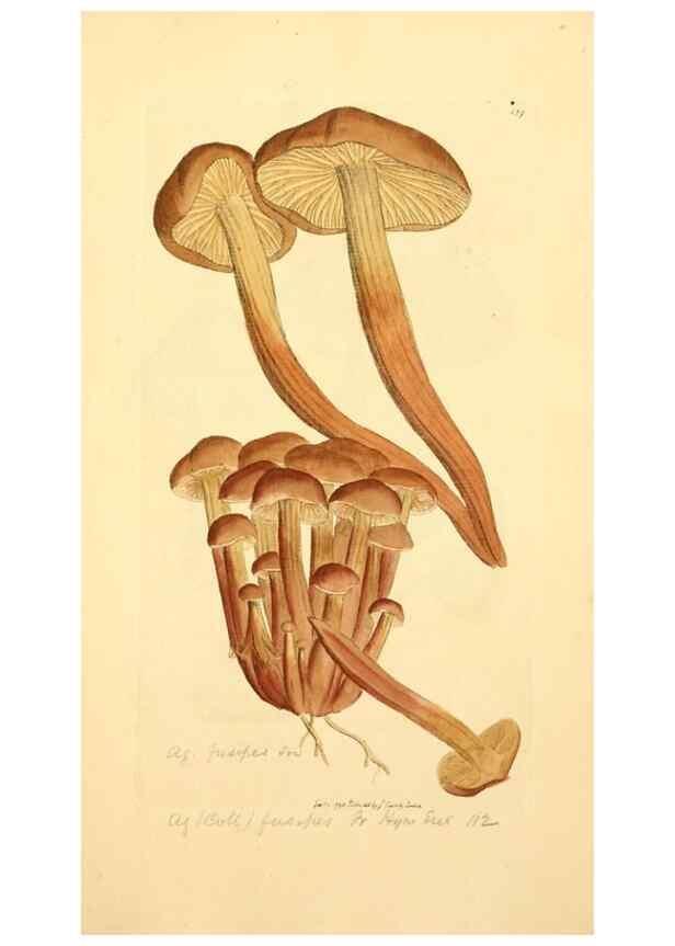 Reproducción/Reproduction 8229392741: Coloured figures of English fungi or mushrooms.. London,Printed by J. Davis,1797-[1809]