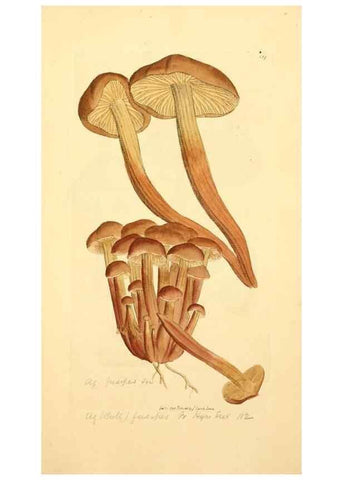 Reproducción/Reproduction 8229392741: Coloured figures of English fungi or mushrooms.. London,Printed by J. Davis,1797-[1809]