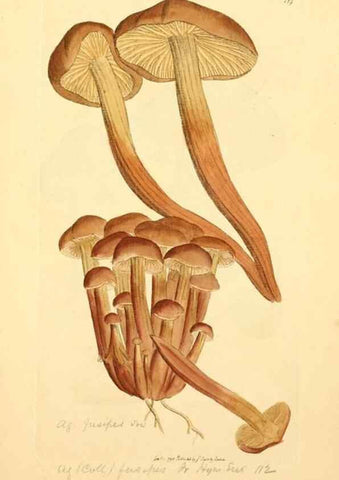 Reproducción/Reproduction 8229392741: Coloured figures of English fungi or mushrooms.. London,Printed by J. Davis,1797-[1809]