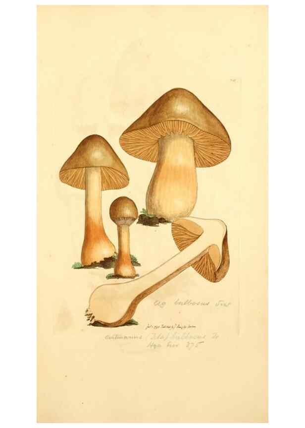 Reproducción/Reproduction 8229393137: Coloured figures of English fungi or mushrooms.. London,Printed by J. Davis,1797-[1809]