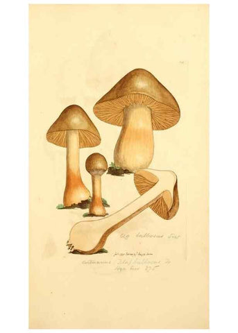 Reproducción/Reproduction 8229393137: Coloured figures of English fungi or mushrooms.. London,Printed by J. Davis,1797-[1809]