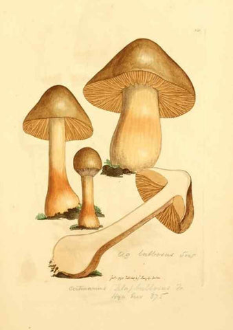 Reproducción/Reproduction 8229393137: Coloured figures of English fungi or mushrooms.. London,Printed by J. Davis,1797-[1809]