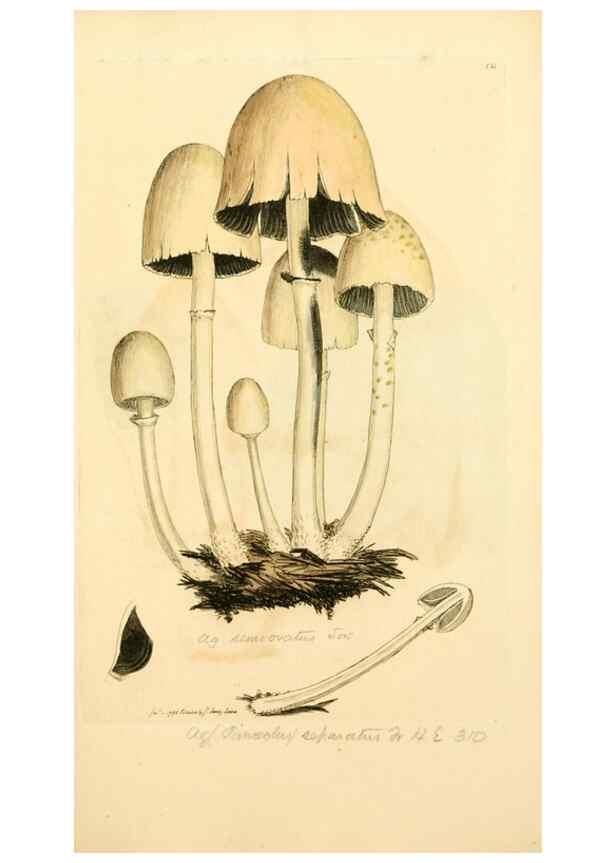 Reproducción/Reproduction 8230458884: Coloured figures of English fungi or mushrooms.. London,Printed by J. Davis,1797-[1809]