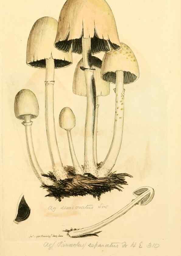 Reproducción/Reproduction 8230458884: Coloured figures of English fungi or mushrooms.. London,Printed by J. Davis,1797-[1809]