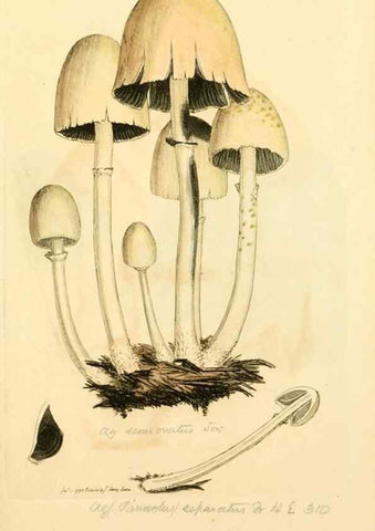 Reproducción/Reproduction 8230458884: Coloured figures of English fungi or mushrooms.. London,Printed by J. Davis,1797-[1809]