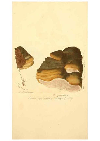 Reproducción/Reproduction 8230459306: Coloured figures of English fungi or mushrooms.. London,Printed by J. Davis,1797-[1809]