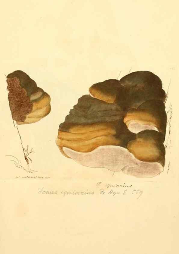 Reproducción/Reproduction 8230459306: Coloured figures of English fungi or mushrooms.. London,Printed by J. Davis,1797-[1809]