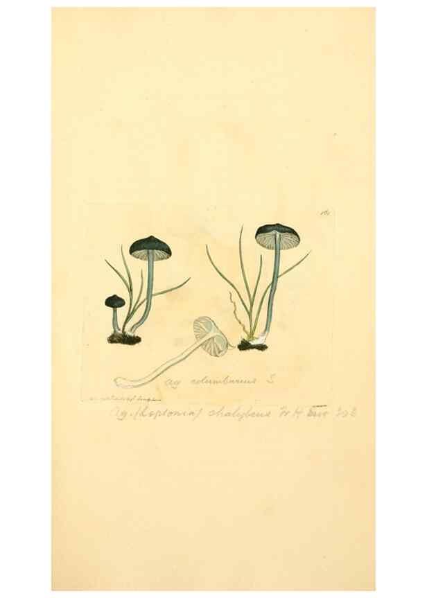 Reproducción/Reproduction 8229408637: Coloured figures of English fungi or mushrooms.. London,Printed by J. Davis,1797-[1809]