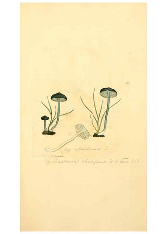 Reproducción/Reproduction 8229408637: Coloured figures of English fungi or mushrooms.. London,Printed by J. Davis,1797-[1809]