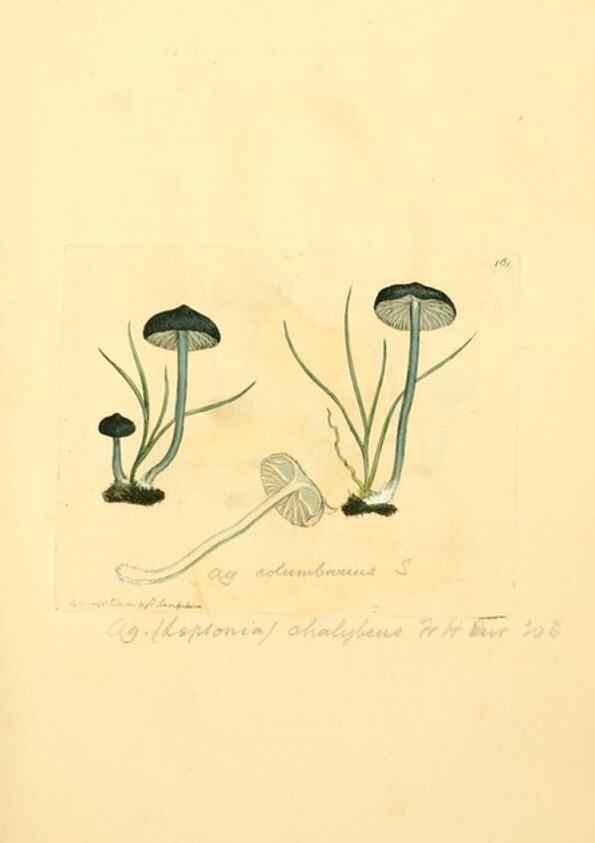 Reproducción/Reproduction 8229408637: Coloured figures of English fungi or mushrooms.. London,Printed by J. Davis,1797-[1809]