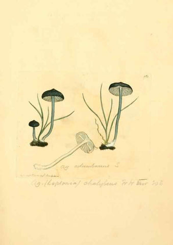 Reproducción/Reproduction 8229408637: Coloured figures of English fungi or mushrooms.. London,Printed by J. Davis,1797-[1809]