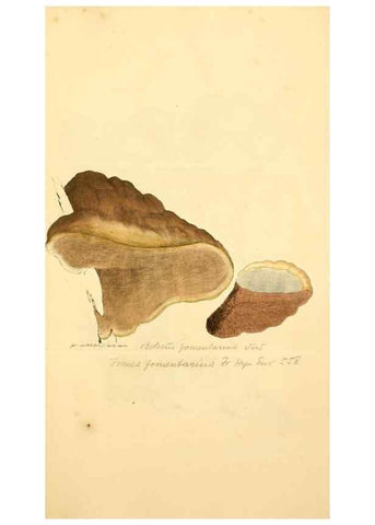 Reproducción/Reproduction 8229394469: Coloured figures of English fungi or mushrooms.. London,Printed by J. Davis,1797-[1809]
