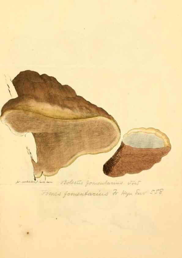 Reproducción/Reproduction 8229394469: Coloured figures of English fungi or mushrooms.. London,Printed by J. Davis,1797-[1809]