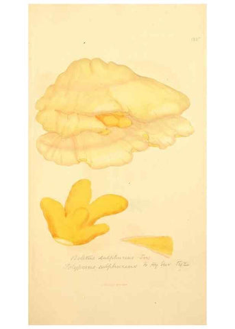 Reproducción/Reproduction 8230460924: Coloured figures of English fungi or mushrooms.. London,Printed by J. Davis,1797-[1809]