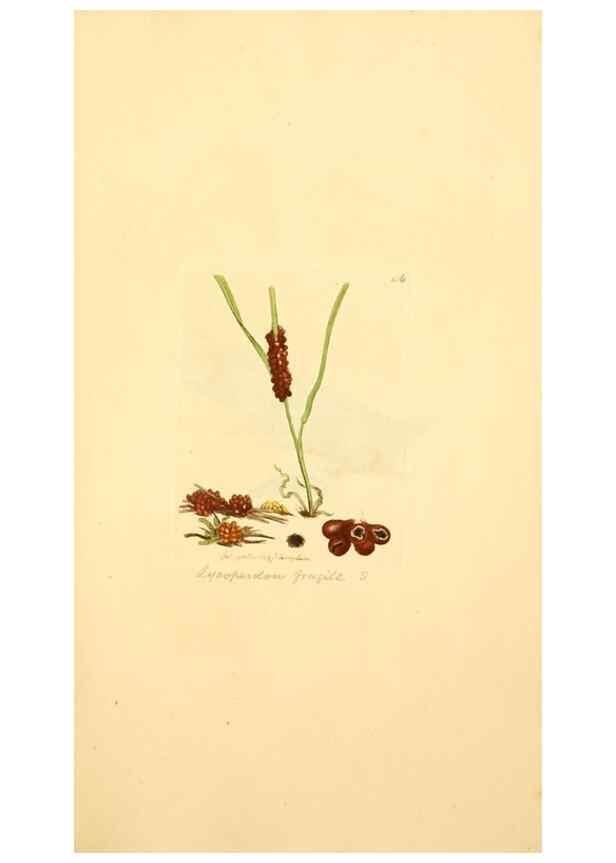 Reproducción/Reproduction 8230461678: Coloured figures of English fungi or mushrooms.. London,Printed by J. Davis,1797-[1809]