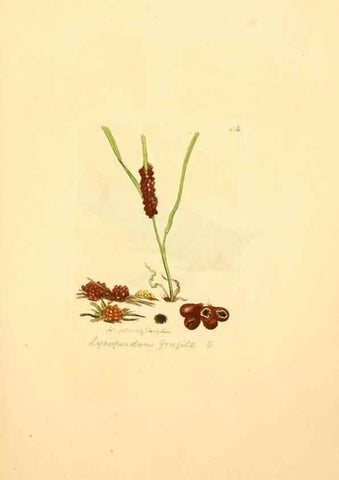 Reproducción/Reproduction 8230461678: Coloured figures of English fungi or mushrooms.. London,Printed by J. Davis,1797-[1809]