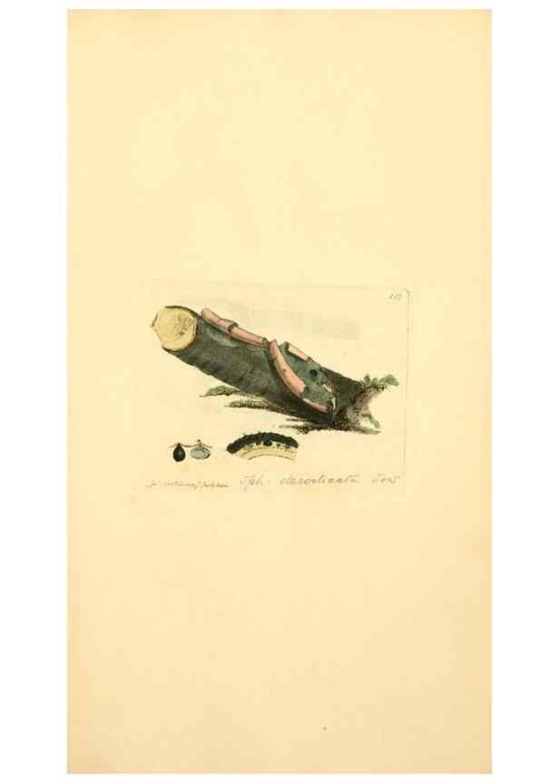 Reproducción/Reproduction 8229396875: Coloured figures of English fungi or mushrooms.. London,Printed by J. Davis,1797-[1809]