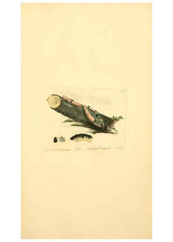 Reproducción/Reproduction 8229396875: Coloured figures of English fungi or mushrooms.. London,Printed by J. Davis,1797-[1809]