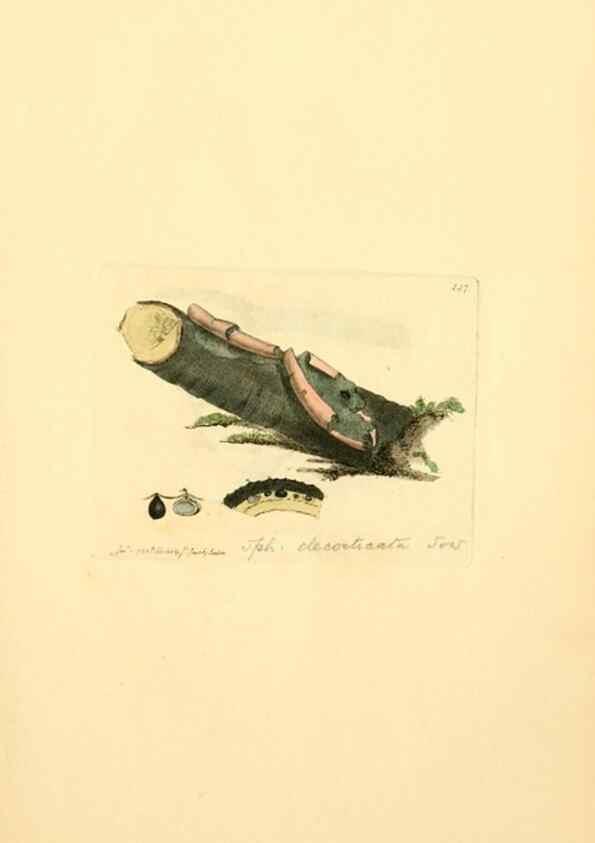 Reproducción/Reproduction 8229396875: Coloured figures of English fungi or mushrooms.. London,Printed by J. Davis,1797-[1809]