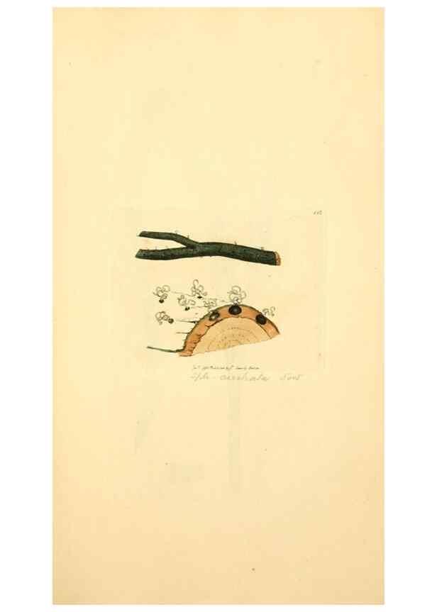 Reproducción/Reproduction 8229397243: Coloured figures of English fungi or mushrooms.. London,Printed by J. Davis,1797-[1809]