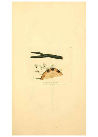 Reproducción/Reproduction 8229397243: Coloured figures of English fungi or mushrooms.. London,Printed by J. Davis,1797-[1809]