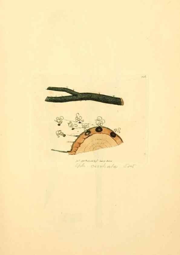 Reproducción/Reproduction 8229397243: Coloured figures of English fungi or mushrooms.. London,Printed by J. Davis,1797-[1809]