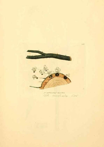 Reproducción/Reproduction 8229397243: Coloured figures of English fungi or mushrooms.. London,Printed by J. Davis,1797-[1809]