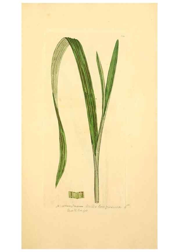 Reproducción/Reproduction 8230462896: Coloured figures of English fungi or mushrooms.. London,Printed by J. Davis,1797-[1809]