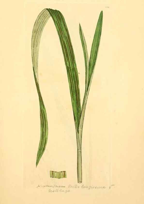 Reproducción/Reproduction 8230462896: Coloured figures of English fungi or mushrooms.. London,Printed by J. Davis,1797-[1809]