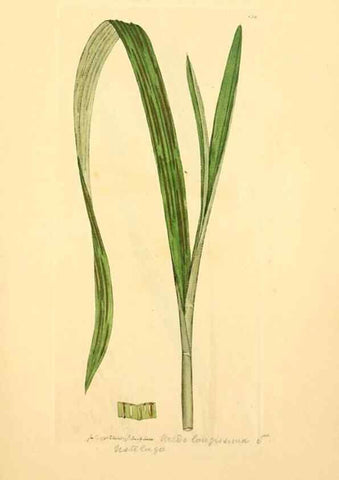 Reproducción/Reproduction 8230462896: Coloured figures of English fungi or mushrooms.. London,Printed by J. Davis,1797-[1809]
