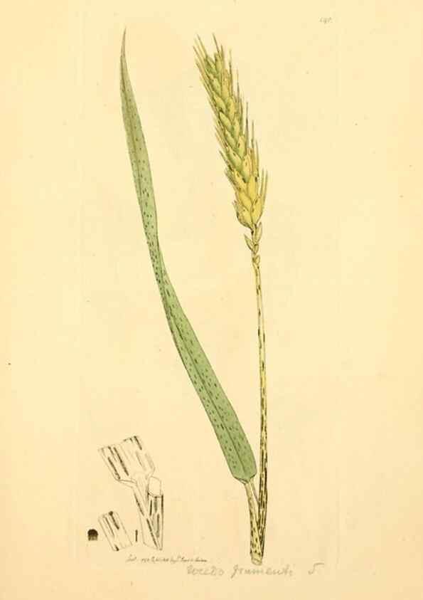 Reproducción/Reproduction 8229398065: Coloured figures of English fungi or mushrooms.. London,Printed by J. Davis,1797-[1809]