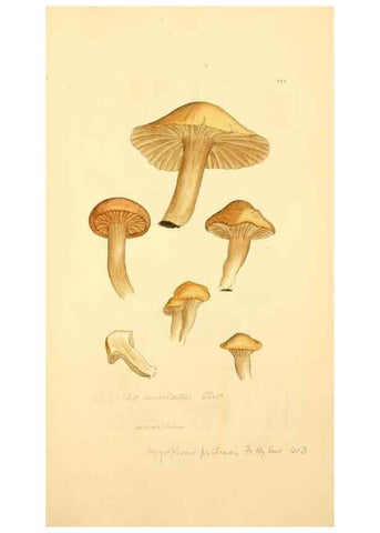 Reproducción/Reproduction 8229398751: Coloured figures of English fungi or mushrooms.. London,Printed by J. Davis,1797-[1809]