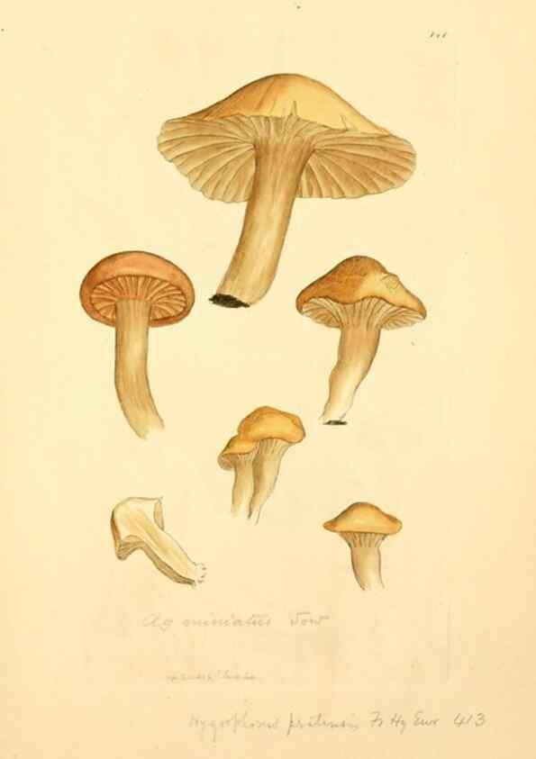 Reproducción/Reproduction 8229398751: Coloured figures of English fungi or mushrooms.. London,Printed by J. Davis,1797-[1809]