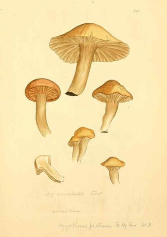 Reproducción/Reproduction 8229398751: Coloured figures of English fungi or mushrooms.. London,Printed by J. Davis,1797-[1809]