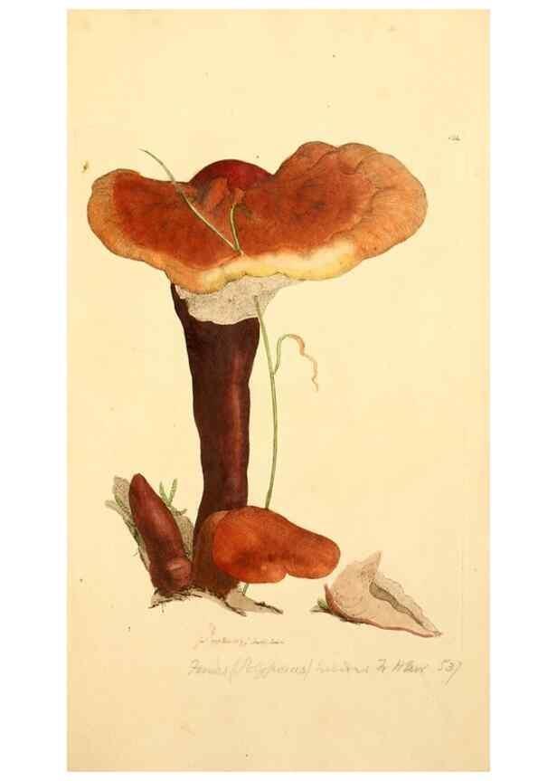 Reproducción/Reproduction 8229394921: Coloured figures of English fungi or mushrooms.. London,Printed by J. Davis,1797-[1809]