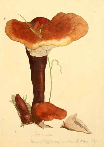 Reproducción/Reproduction 8229394921: Coloured figures of English fungi or mushrooms.. London,Printed by J. Davis,1797-[1809]