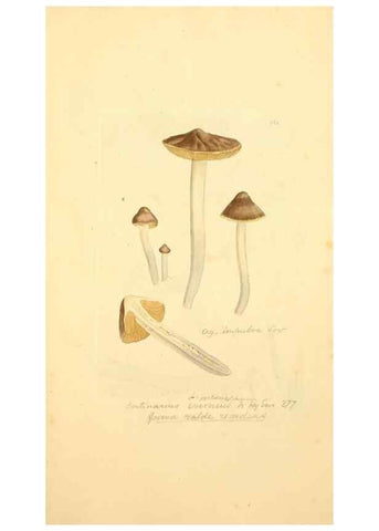 Reproducción/Reproduction 8229390973: Coloured figures of English fungi or mushrooms.. London,Printed by J. Davis,1797-[1809]