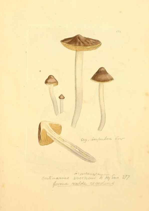 Reproducción/Reproduction 8229390973: Coloured figures of English fungi or mushrooms.. London,Printed by J. Davis,1797-[1809]
