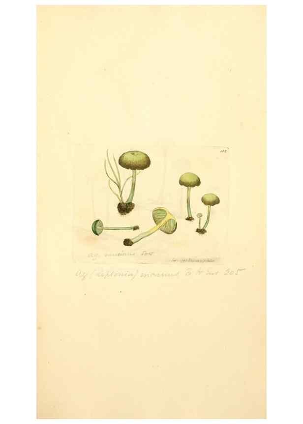 Reproducción/Reproduction 8229409173: Coloured figures of English fungi or mushrooms.. London,Printed by J. Davis,1797-[1809]