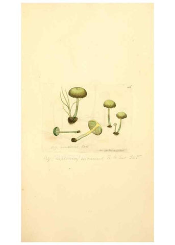 Reproducción/Reproduction 8229409173: Coloured figures of English fungi or mushrooms.. London,Printed by J. Davis,1797-[1809]