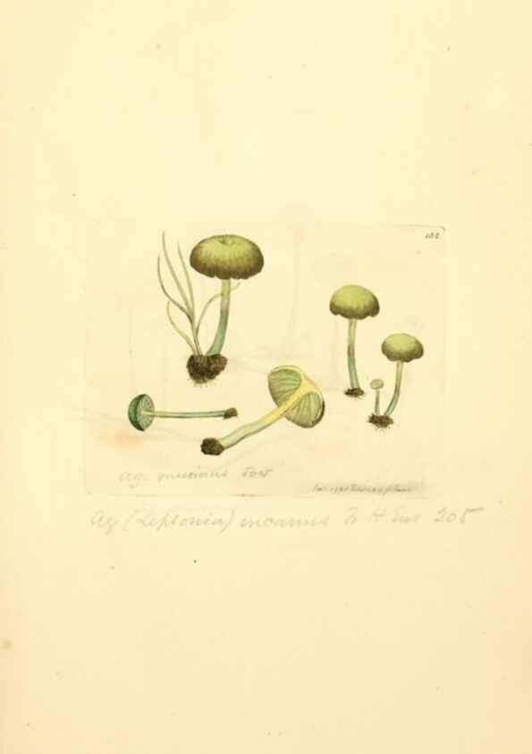 Reproducción/Reproduction 8229409173: Coloured figures of English fungi or mushrooms.. London,Printed by J. Davis,1797-[1809]