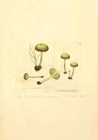 Reproducción/Reproduction 8229409173: Coloured figures of English fungi or mushrooms.. London,Printed by J. Davis,1797-[1809]